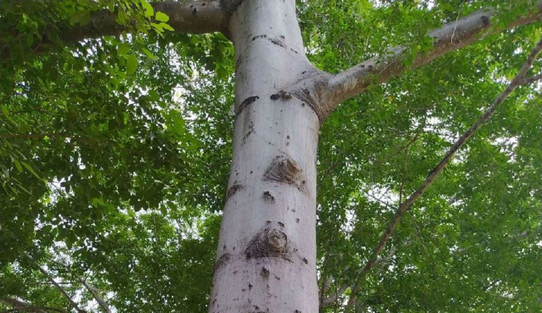 Bosques