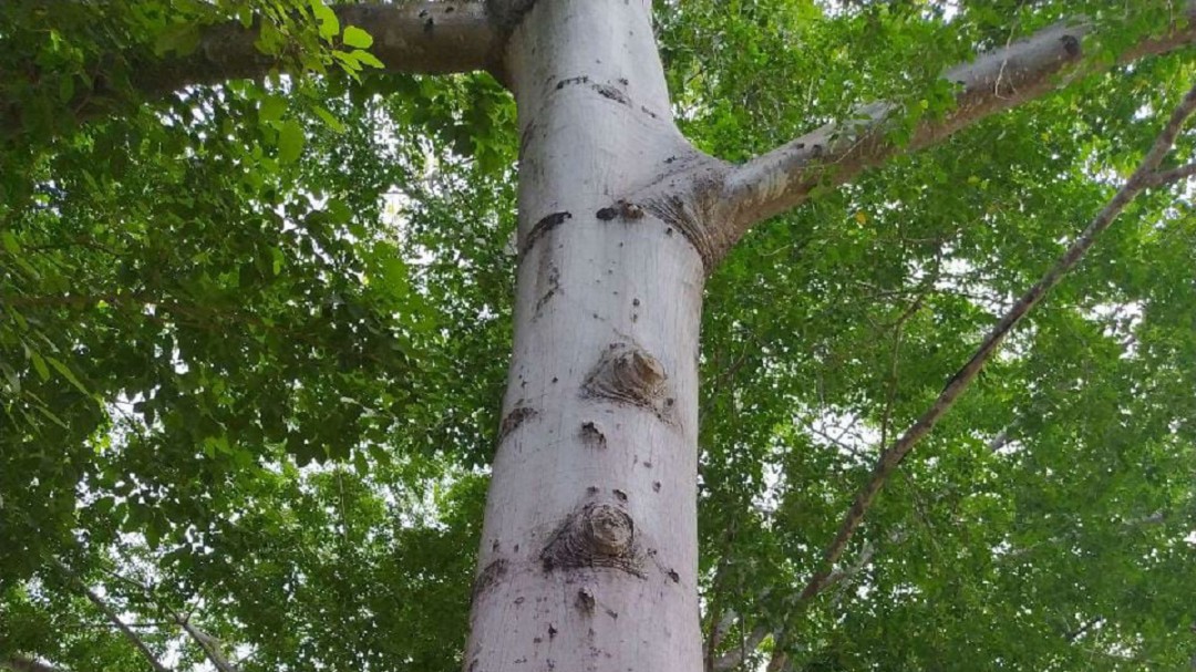Realizarán estudio de bosque seco tropical en cartagena