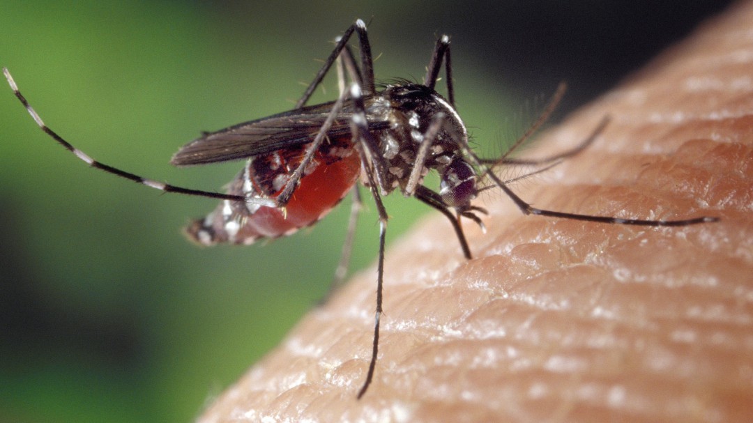 El plan científico para que los mosquitos no beban sangre humana