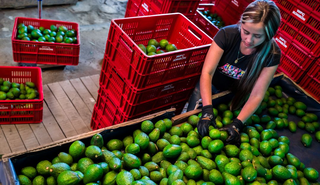 Productores de aguacate en Colombia.