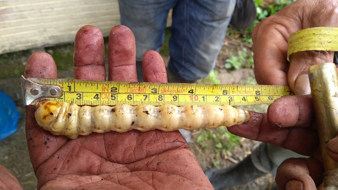 Gusano barrenador gigante amenaza cultivos de caña y plátano