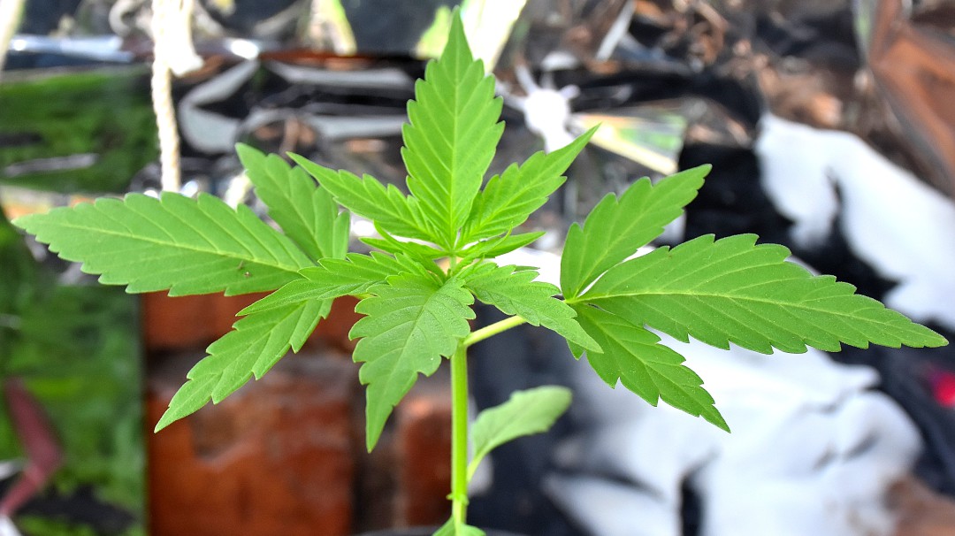 Cayó cargamento de marihuana en el norte del Cauca