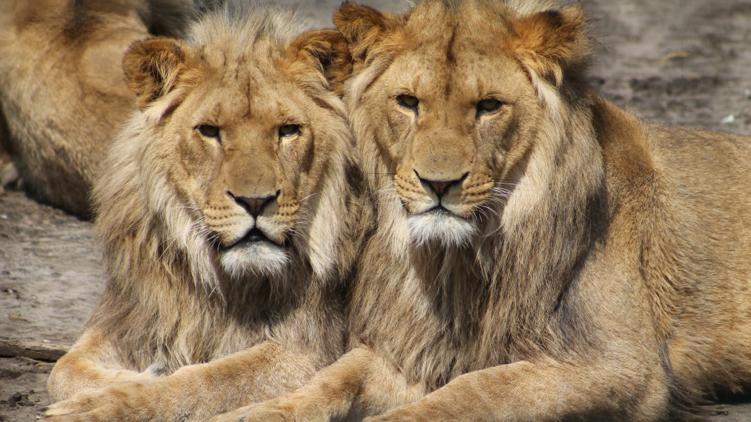 Video: un hombre casi pierde la mano al acariciar a un león