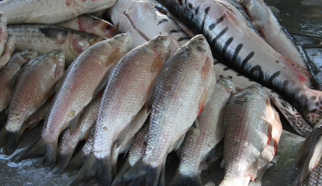 Pescados