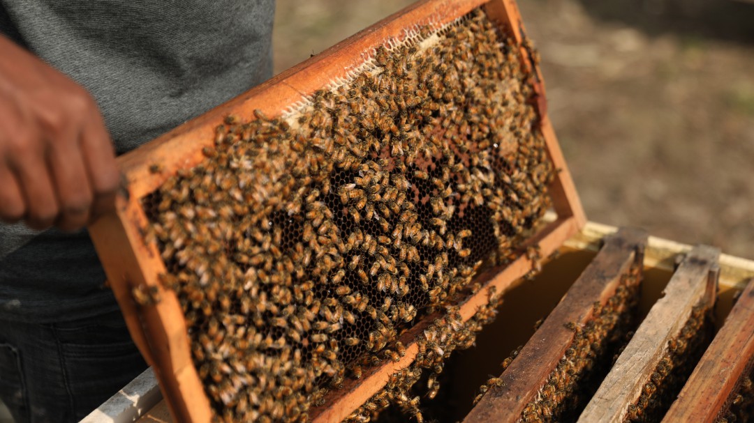 Miel con sabor a paz producen en el Bajo Cauca
