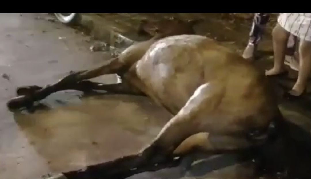 Maltrato animal en Tuluá