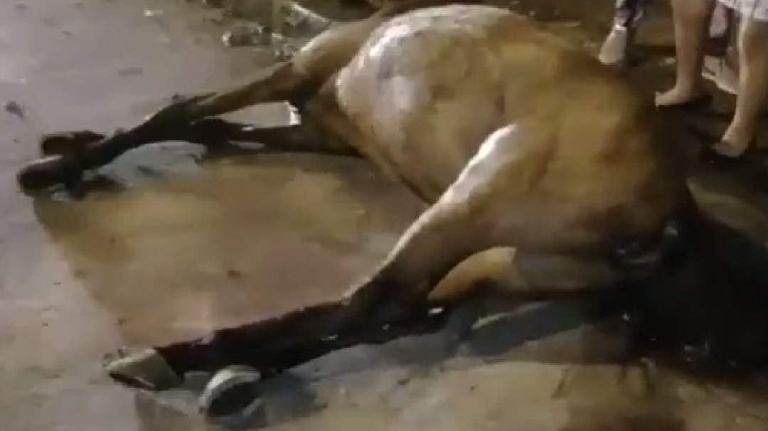 Yegua muere tratando de dar a luz en plena calle en Tuluá