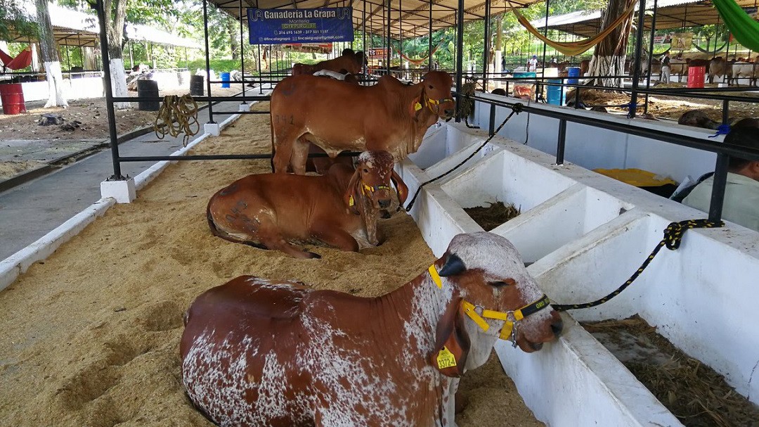 Minagricultura viabiliza la remodelación del Coliseo de Ferias de Montería