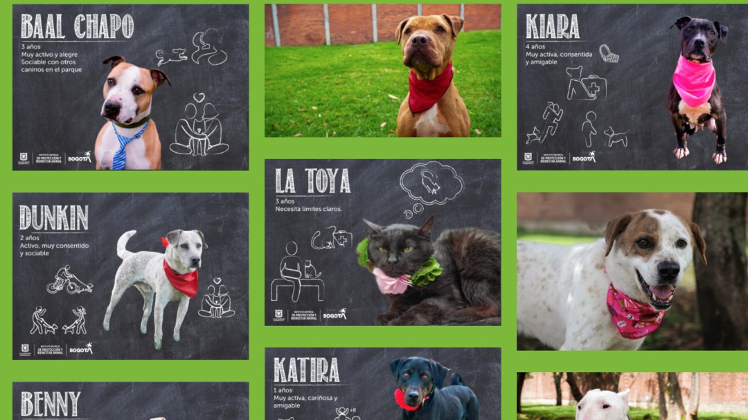 Estos son los perritos y gatitos listos para ser adoptados en Bogotá