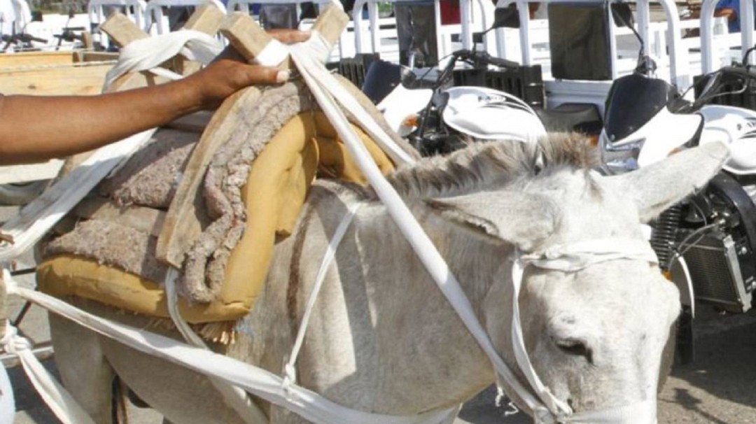 Animalistas pidieron sustituir vehículos de tracción animal en Cartagena