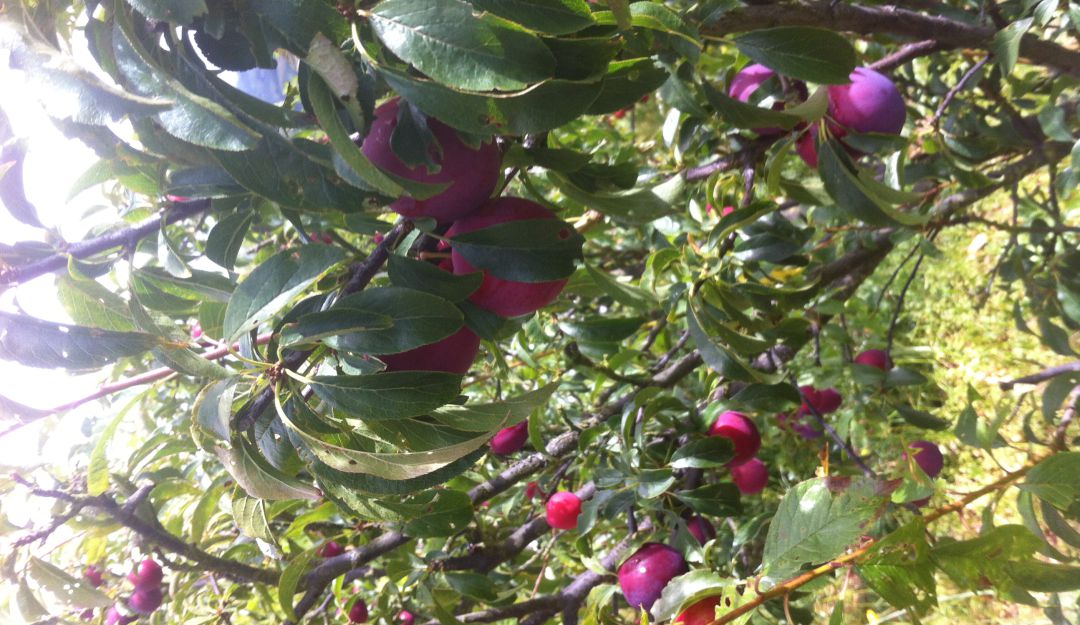 Cultivo de ciruelas en Boyacá.