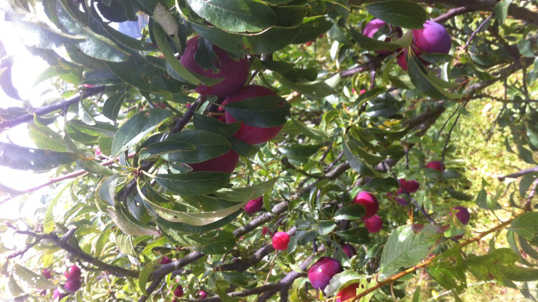 Así es la producción de ciruelas, muy importantes para una buena digestión