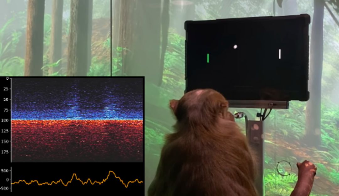 Un primate muestra toda su destreza con los videojuegos