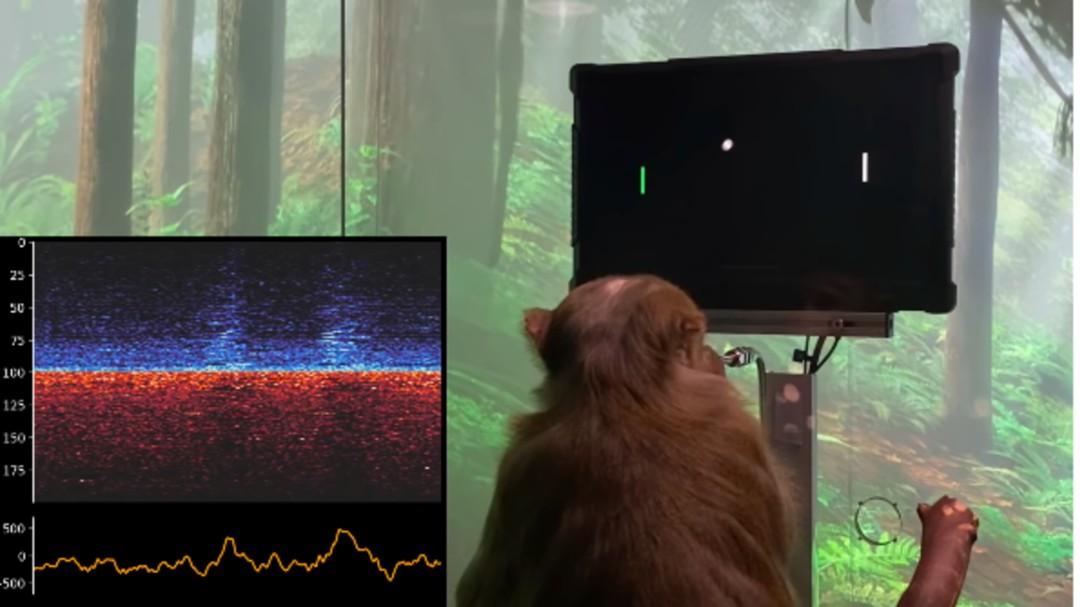 Video: Elon Musk muestra a un mono que juega videojuegos con la mente