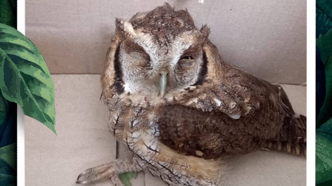 1.850 ejemplares de fauna silvestre recibieron en los Centros de Atención