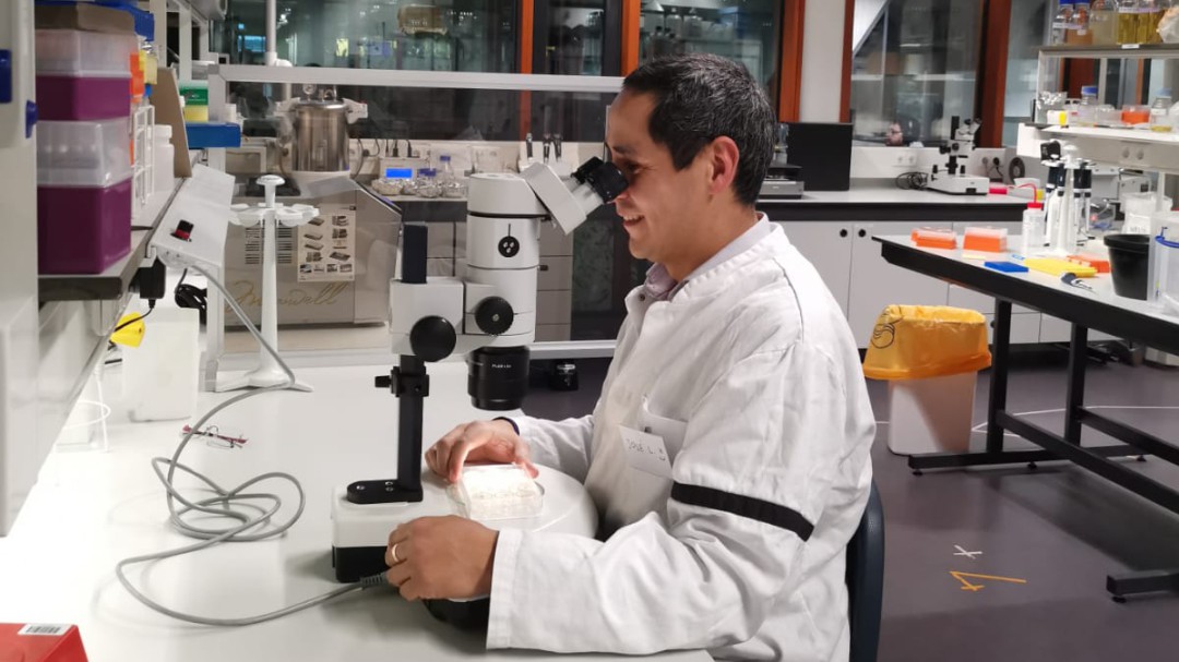 Los nemátodos, plagas microscópicas que pueden destruir cultivos