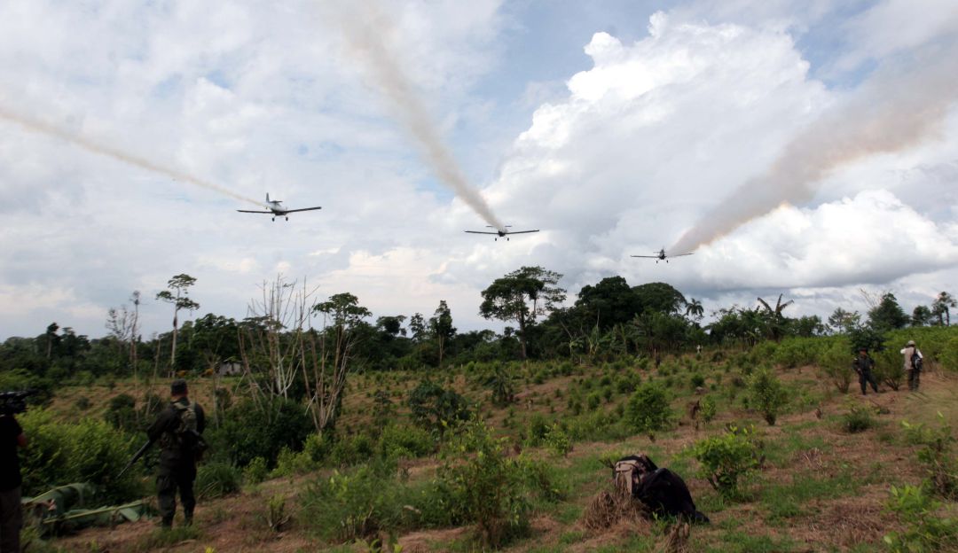 Se estima que la hoja de coca sea destruida en aproximadamente 96 horas.