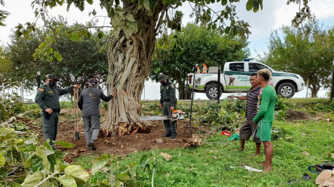 Sancionaron a dos hombres por tala no autorizada de árbol en Magangué