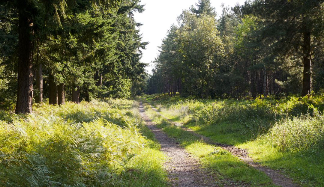 Bosque Thetford