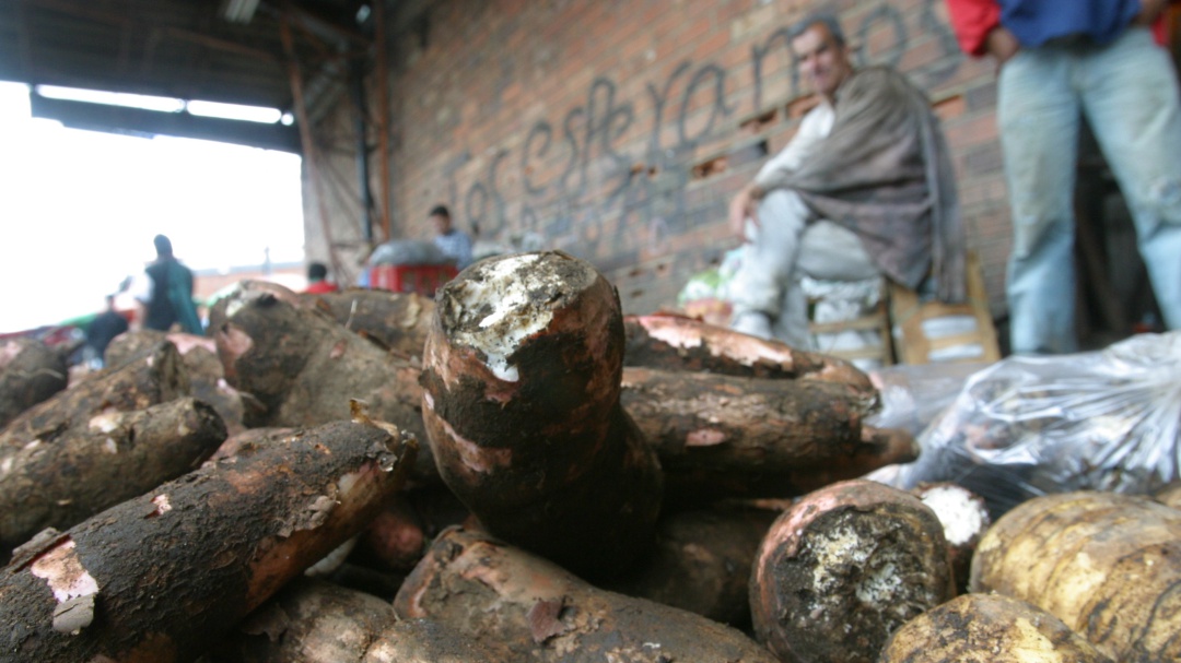Crean bolsas de almidón de yuca que no contaminan