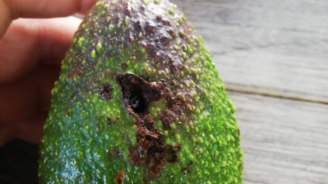 Así controlan a un cucarrón y una polilla que atacan cultivos de aguacate