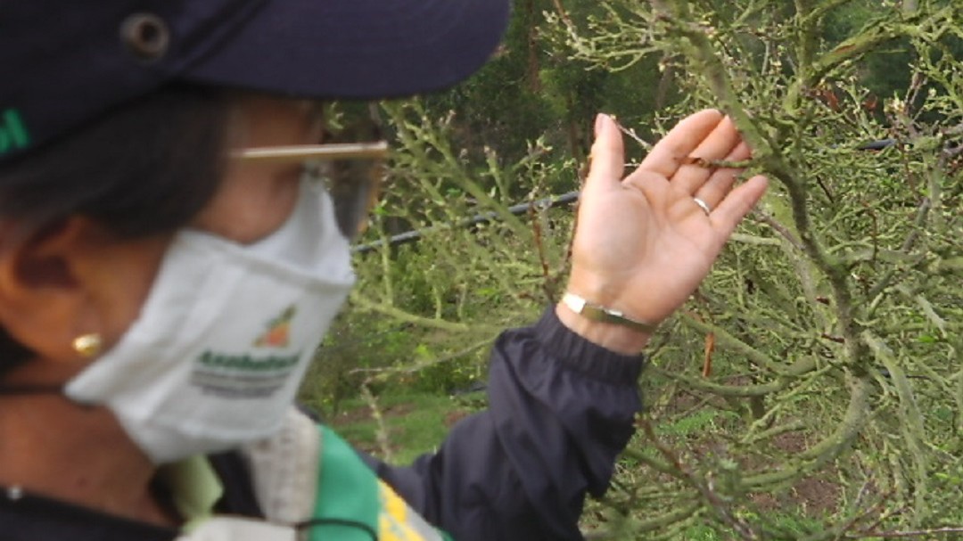 Conozca las plantas que en Colombia duermen por el frío