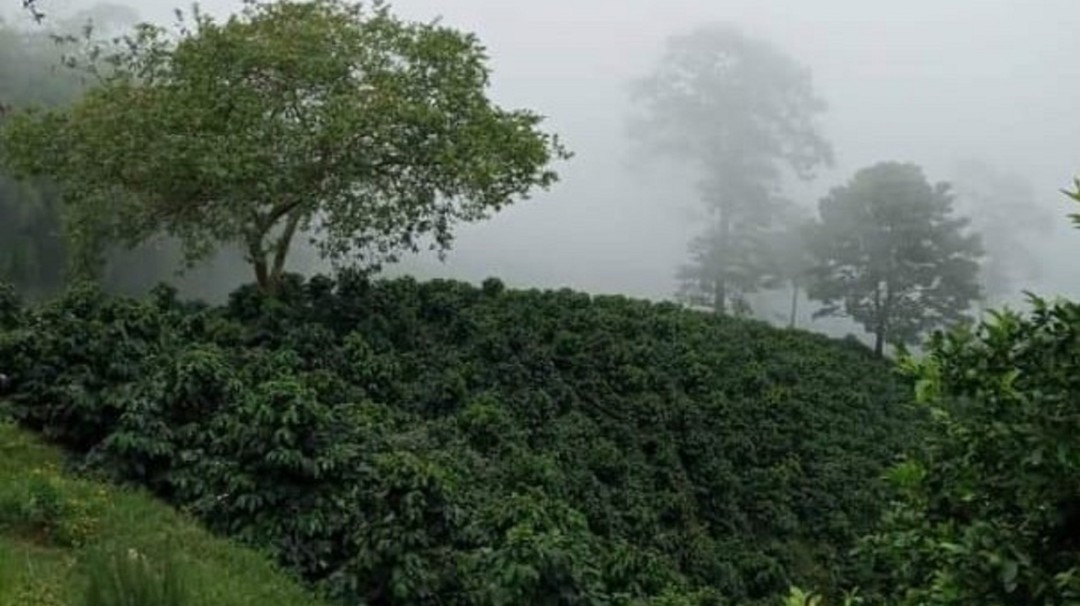 Un rico café de exportación de cultiva en zona rural de Ibagué