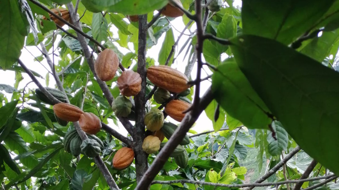 Pequeños cacaoteros latinoamericanos se unen para fortalecer su producción
