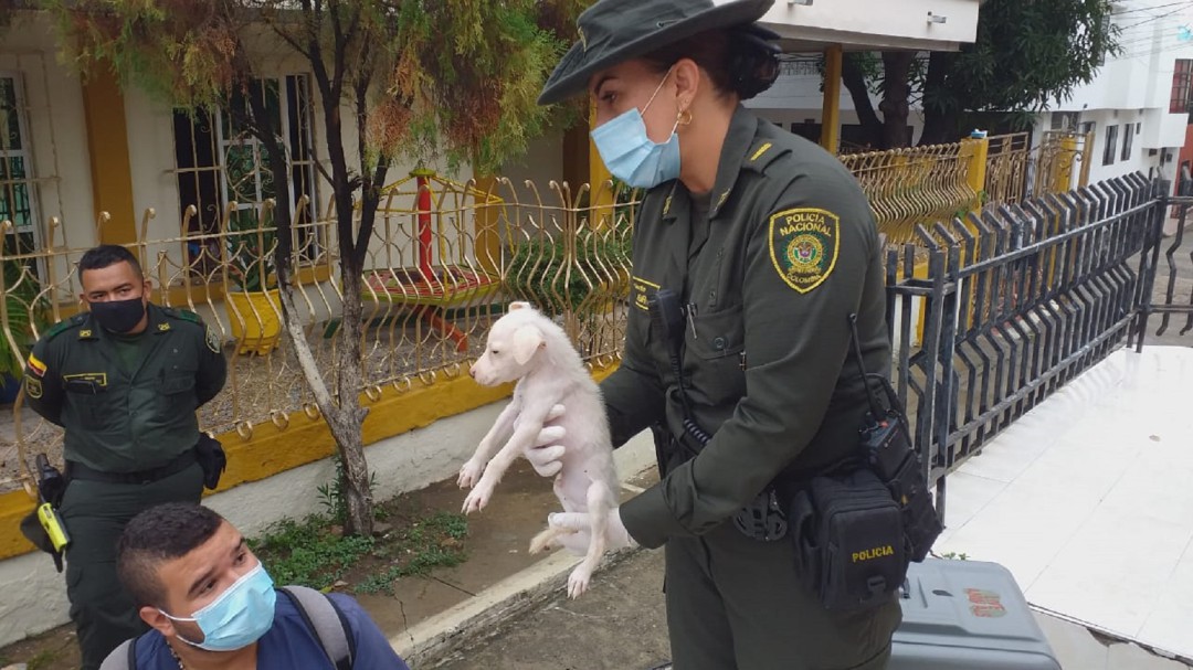 Rescataron a 16 perros en condición de desnutrición en Cartagena