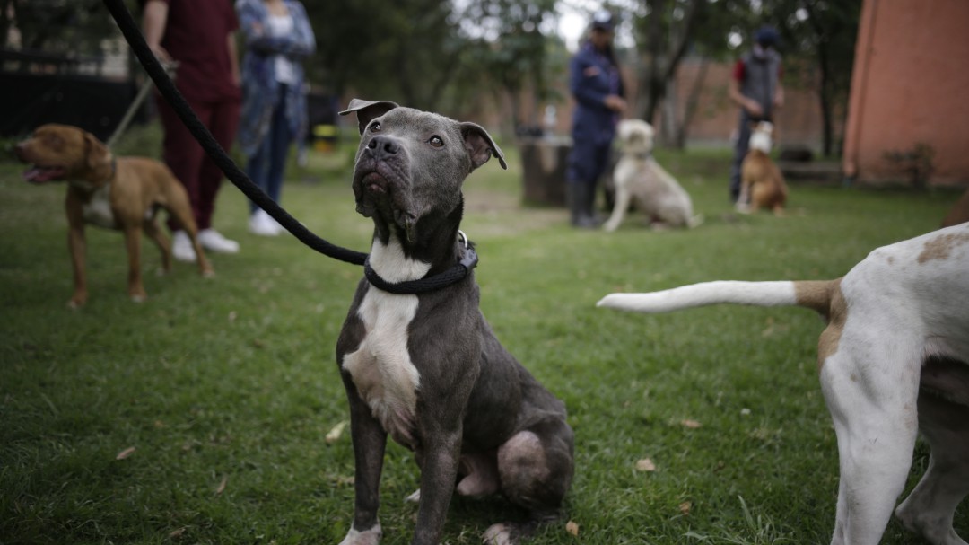 Aprobado en primer debate proyecto que crea el Código de Protección Animal