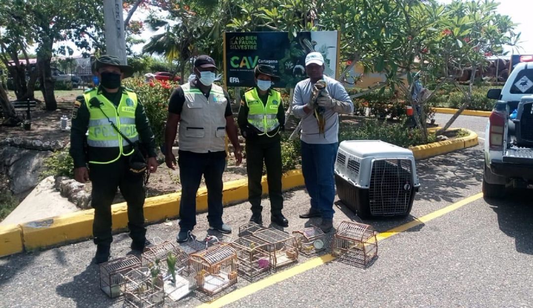 Entre los cuales se encuentran una guacamaya azul, dos cotorras caras sucias, 10 canarios, un chirrió y una tumba yegua
