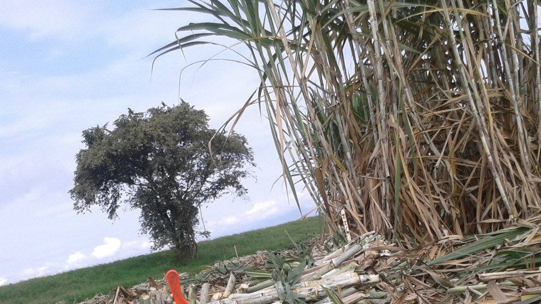 La caña de azúcar colombiana tiene la productividad más alta del mundo