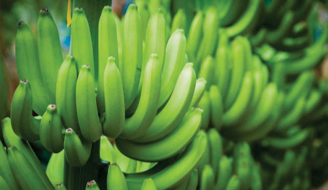 Bananos colombianos