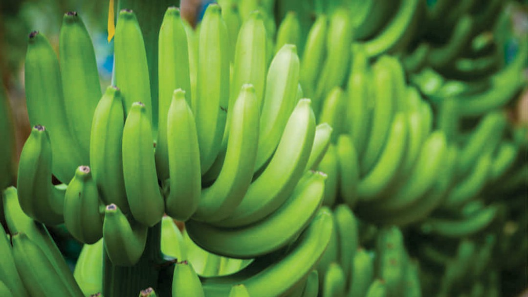 El banano colombiano estará en Expo Dubai 2021