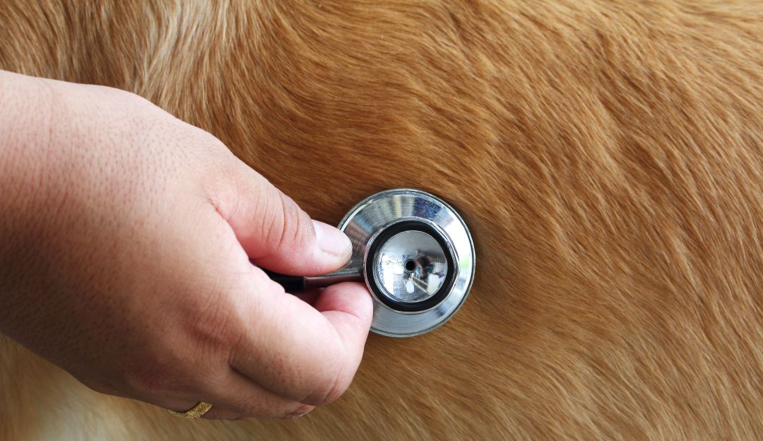 Veterinario referencia.