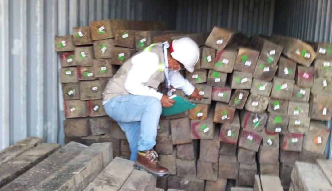 Las autoridades encontraron 330 metros cúbicos de madera rolliza, equivalente a 145 trozas