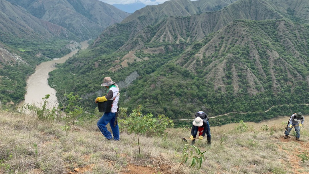 ¿Cómo avanza la restauración ecológica en zona de influencia de Hidroituango?