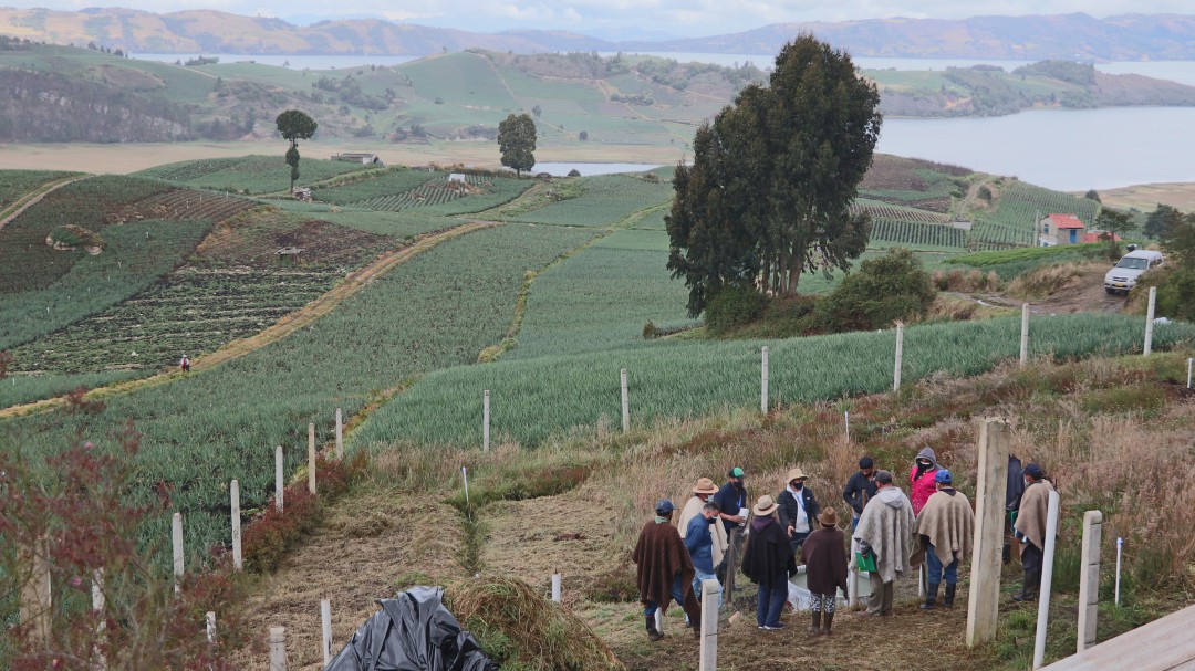 Impulsan reconversión de los cultivos de cebolla en el lago de Tota