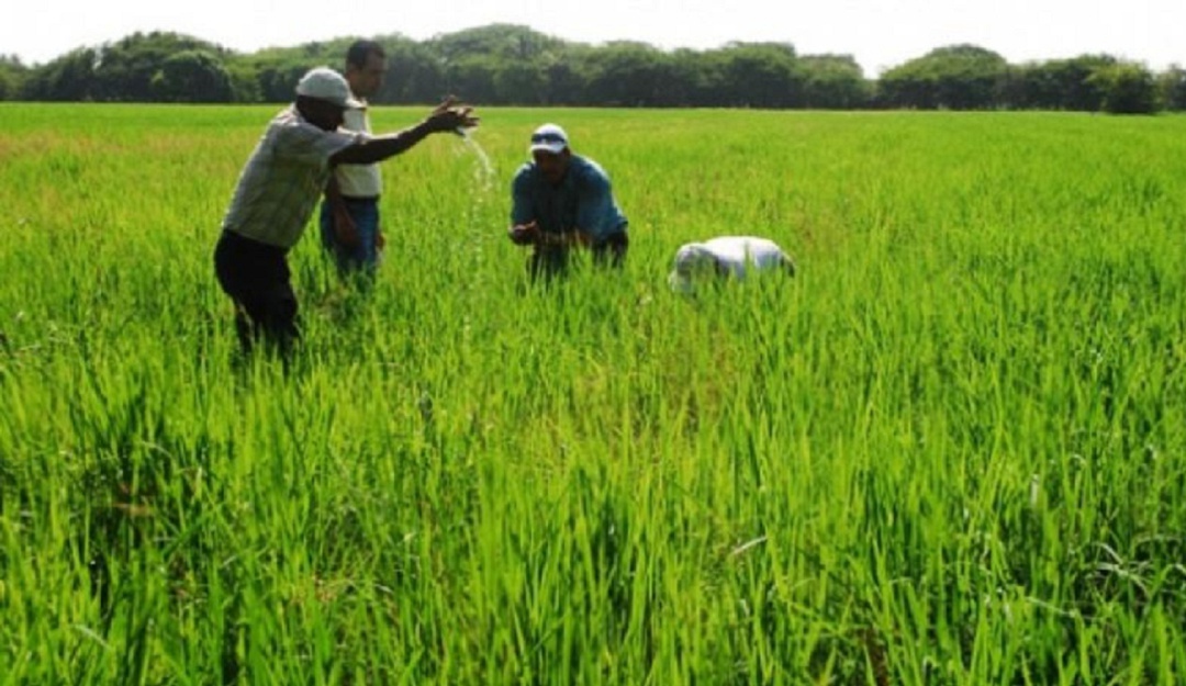 Cultivos de arroz