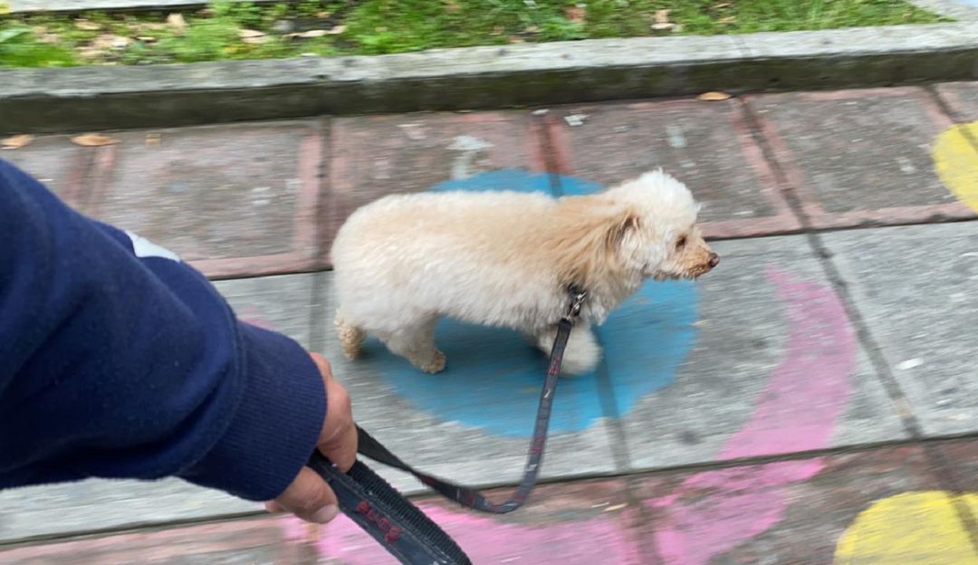 Certificación para paseadores de perros