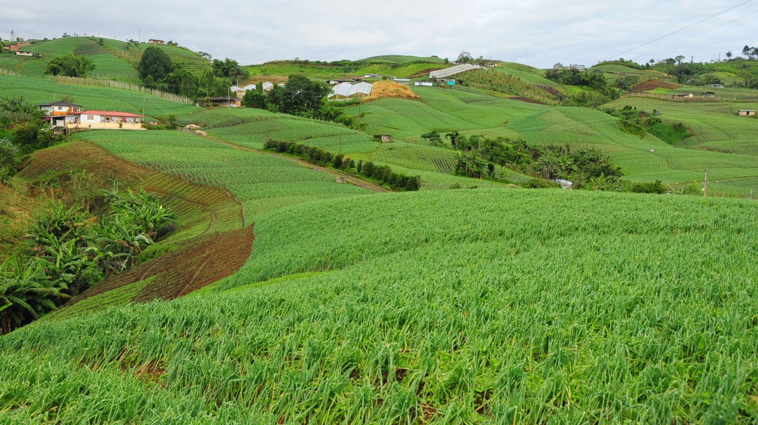 Regreso al campo, iniciativa para fomentar proyectos agrícolas sostenibles