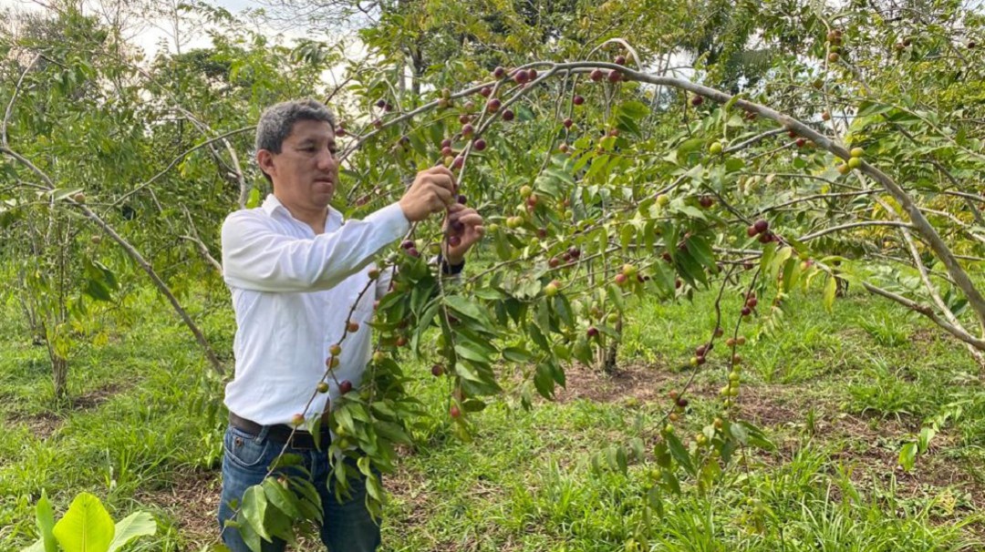 El asaí, fruto amazónico que genera empleo a campesinos del Putumayo