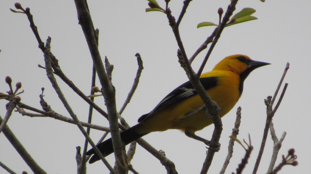 #GlobalBigDay: Atlántico, un puerto natural de aves