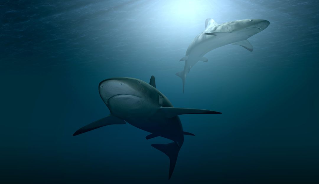 Niña se salvó de ser devorada por un tiburón en una playa en Hawái Niña se salvó de ser devorada por un tiburón en una playa en Hawái