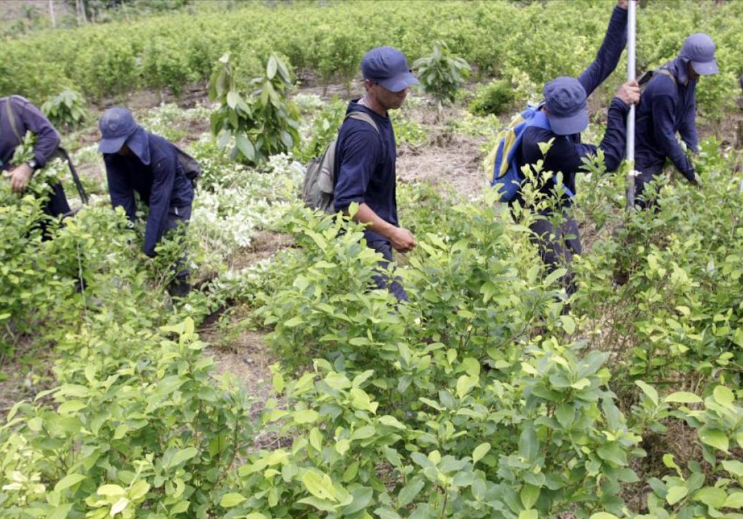 14mil jóvenes cambian cultivos de coca y se unen al programa de sustitución