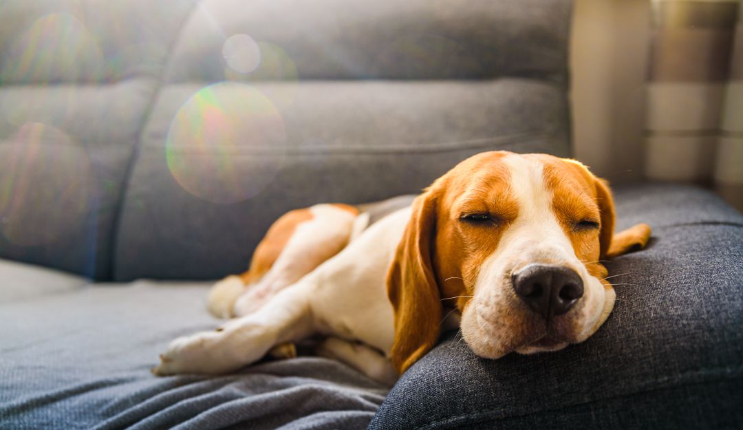Beagle, raza de perro. Beagle, raza de perro.