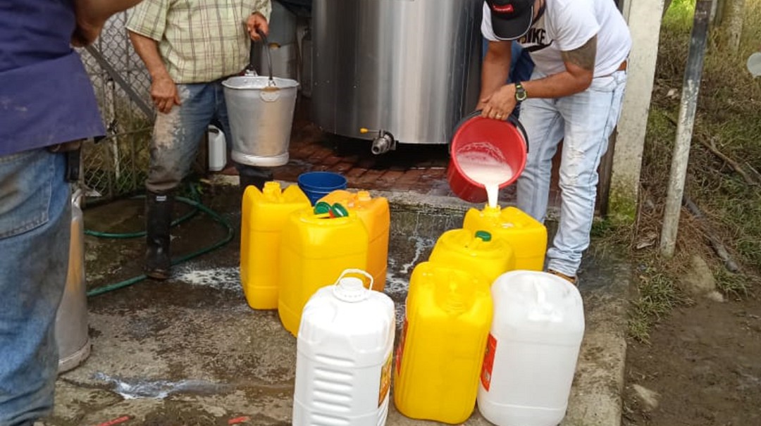 Hoy habrá venta de leche en Filandia a $1.000 el litro