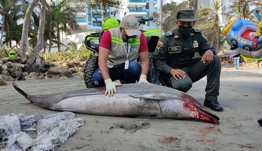 El animal fue ubicado en el sector de playas del Hotel Decameron El animal fue ubicado en el sector de playas del Hotel Decameron