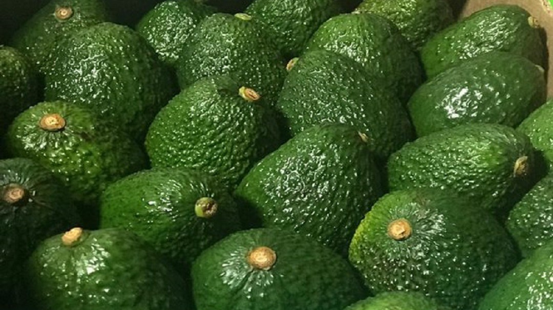 Colombia inicia el lunes exportación de aguacate hass a Corea del Sur