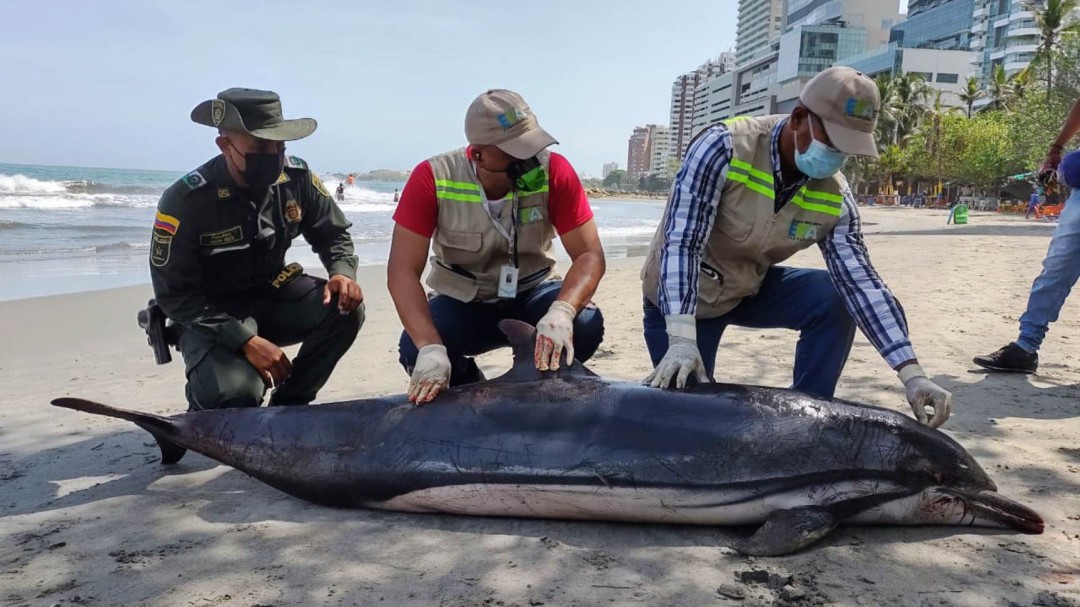 Delfín muerto en playas de Bocagrande es de una especie oceánica